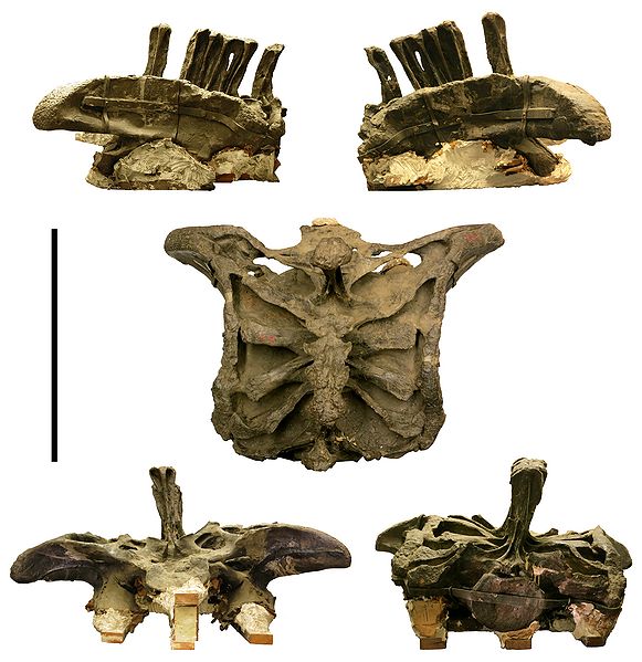 Plik:Apatosaurus-minimus-sacrum-tnf SVPOW.jpeg