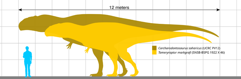 Plik:Carcharodontosaurus specimens.png