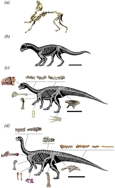 Plik:Mussaurus ontogeny.jpg