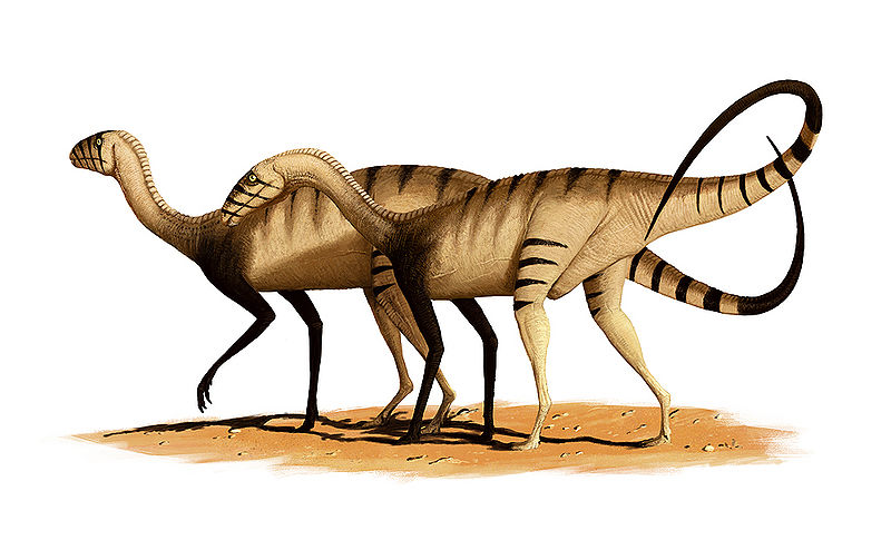 Plik:Silesaurus para.jpg