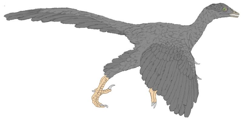 Plik:Archeopteryx color.jpg