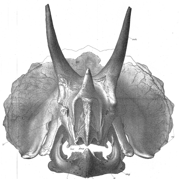 Plik:T.prorsus Hatcher pl. xxxii.PNG