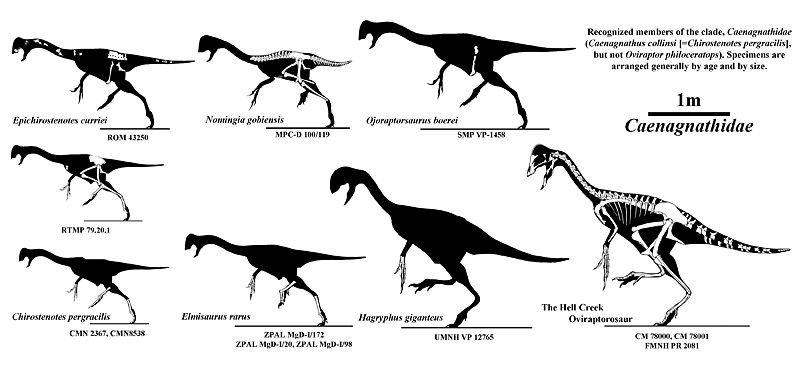 Plik:Skinny hands and new jaws by qilong Jaime A. Headden.jpg