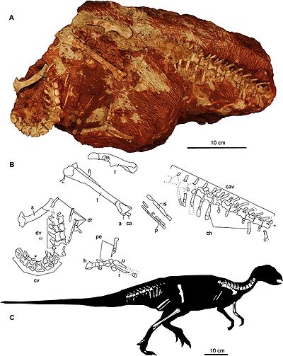 Yueosaurus.jpg
