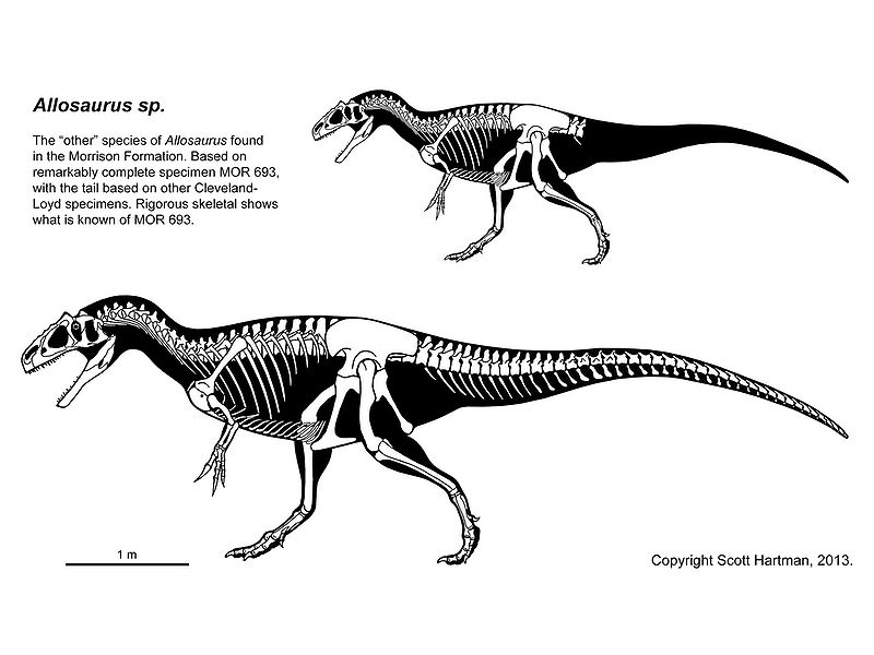 Plik:Allosaurus sp Scott Hartman.jpg