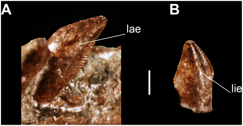 Plik:Panphagia zab.png