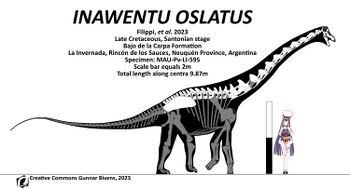 Inawentu oslatus skeletal by gunnarbivens.jpg