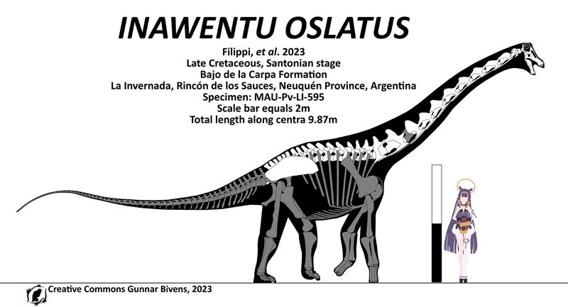 Plik:Inawentu oslatus skeletal by gunnarbivens.jpg