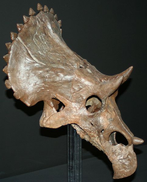 Plik:Triceratops MOR 2569 fot. Daniel Madzia.JPG