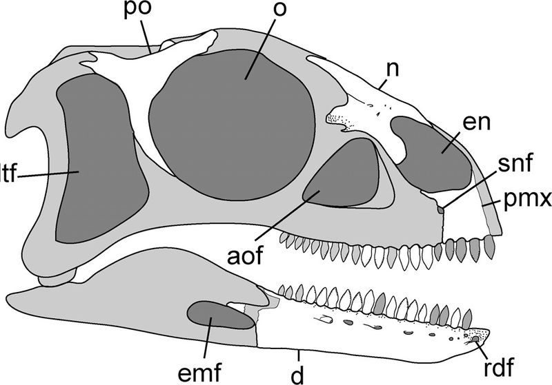 Plik:Arcusaurus czaszka1.jpg