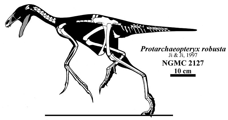 Plik:Protarchaeopteryx.jpg