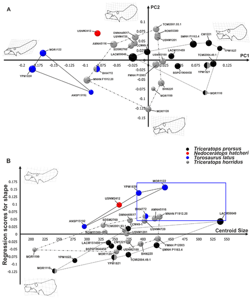 Plik:Maiorino i in. 2013 Torosaurus ryc. 3 zmodyfikowana.png