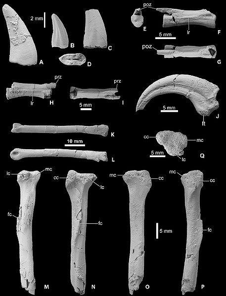 Plik:Kości pneumatoraptor.jpg