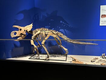 Furcatoceratops mount.jpg