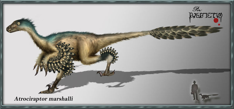 Plik:Atrociraptor marshalli by karkemish00.jpg