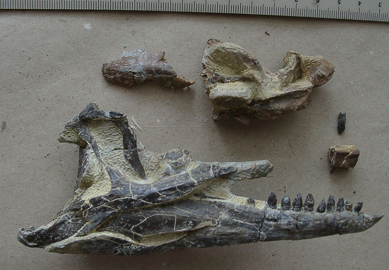 Plik:Silesaurus czaszka.jpg