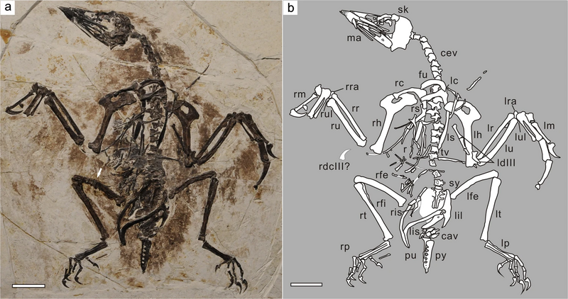 Plik:Confuciusornis shifan.png