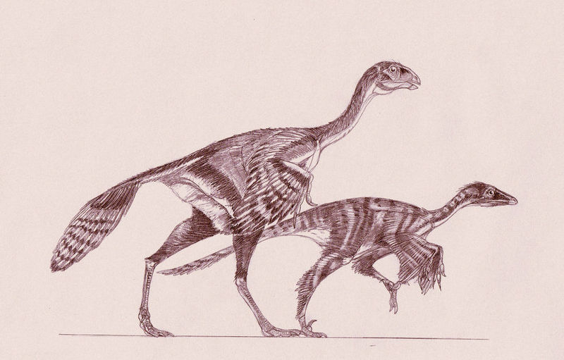 Plik:Caudipteryx zoui by kahless28.jpg