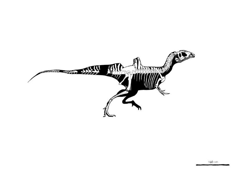 Plik:Concavenator skeletal by palaeozoologist.jpg
