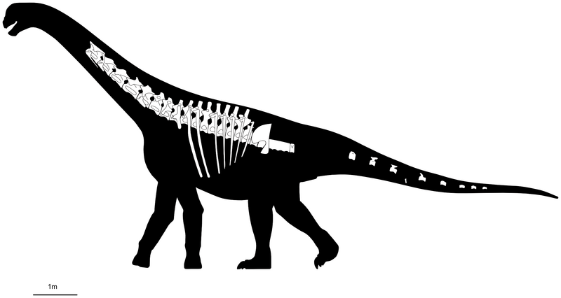 Plik:Bicharracosaurus skeletal.png