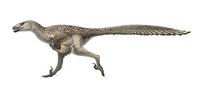 Dromaeosaurus Wierum.png