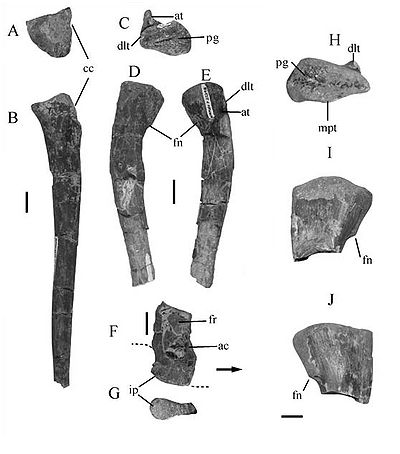 Eucoelophysis material.JPG
