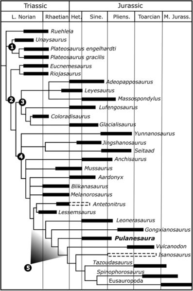 Plik:Pulanesaura kladogram.jpg