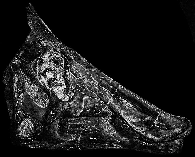 Plik:Saurolophus osborni czaszka.jpg