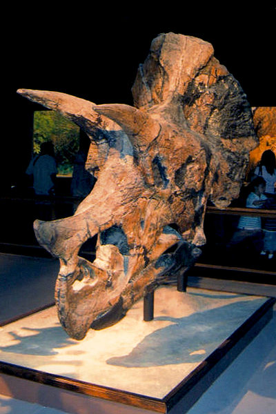 Plik:Triceratops skull by tadashi station.jpg