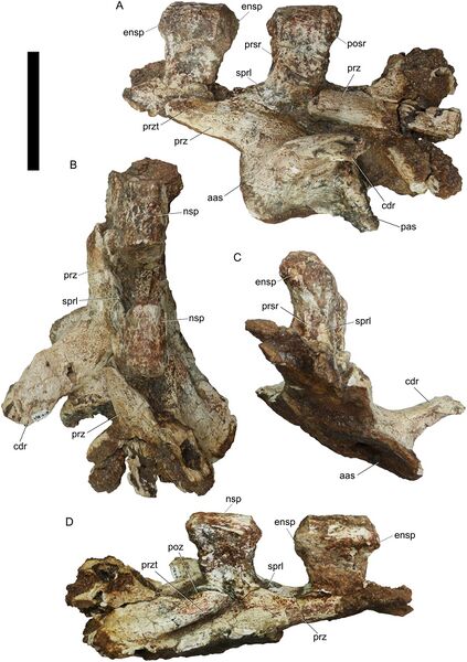 Plik:Triunfosaurus.jpeg