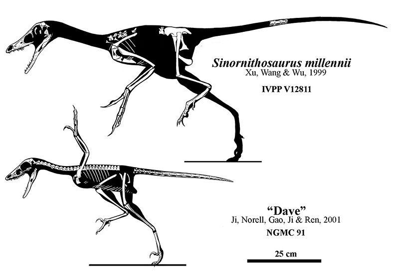Plik:Sinornithosaurus-specimens.jpg