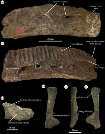 Merchantville hadrosaurid skull.jpg