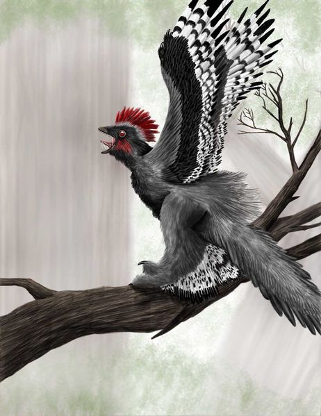 Plik:Anchiornis huxleyi by vasix.jpg
