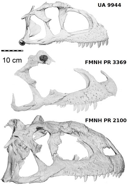 Plik:Majungasaurus ontog. Ratsimbaholison et al. 2016.3.PNG