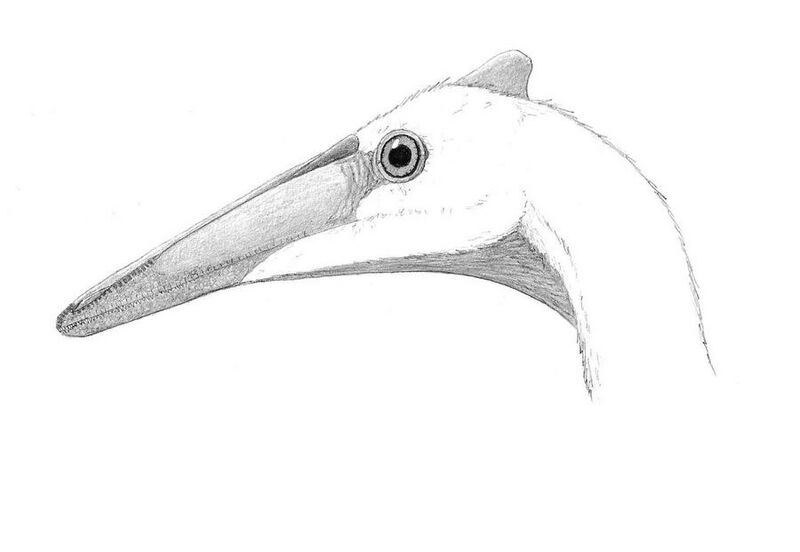 Plik:Pelecanimimusby pilsator.jpg