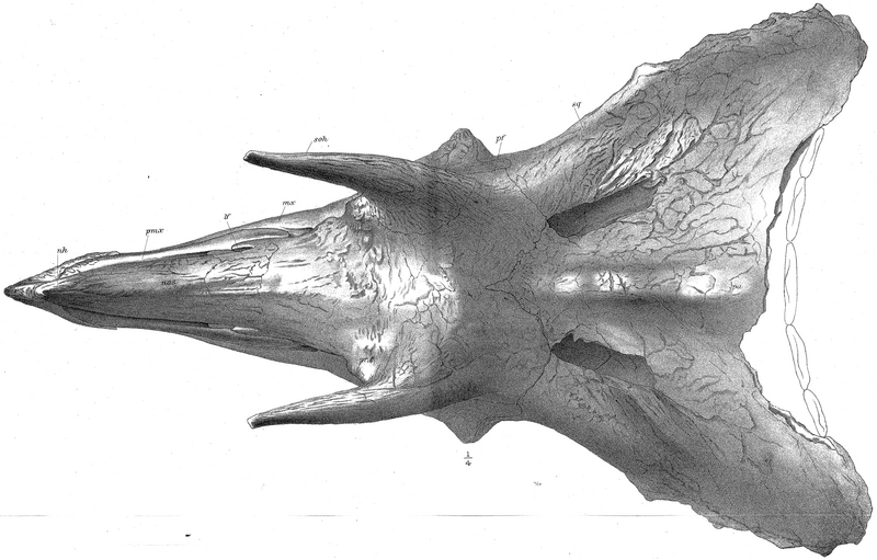 Plik:T.prorsus Hatcher pl. xxxv.PNG