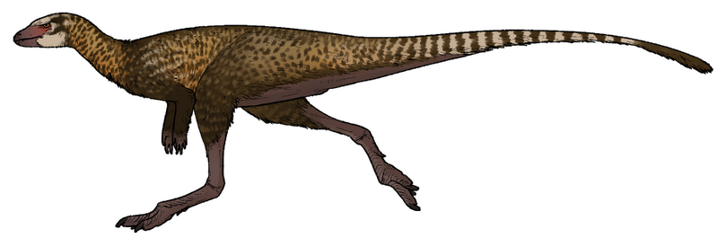 Plik:Archaeocursor asiaticus.png