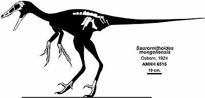 Saurornithoides.jpg