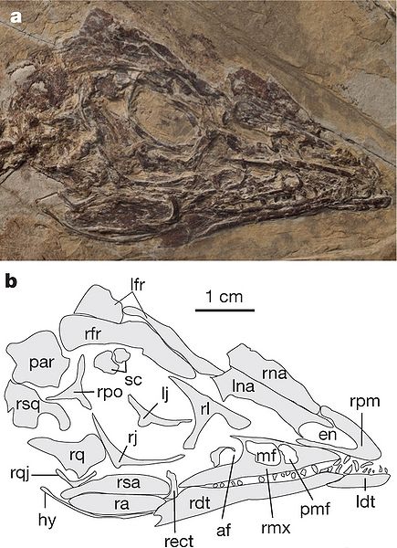 Plik:Aurornis skull.jpg