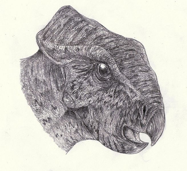 Plik:Breviceratops skull.jpg