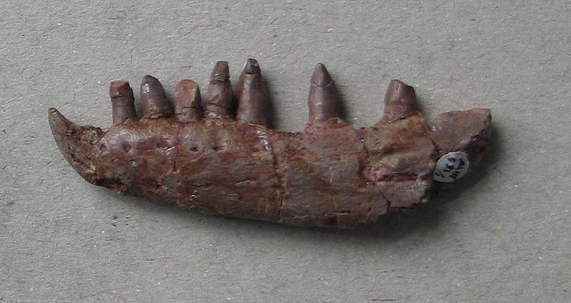 Plik:Silesaurus zuchwa.jpg