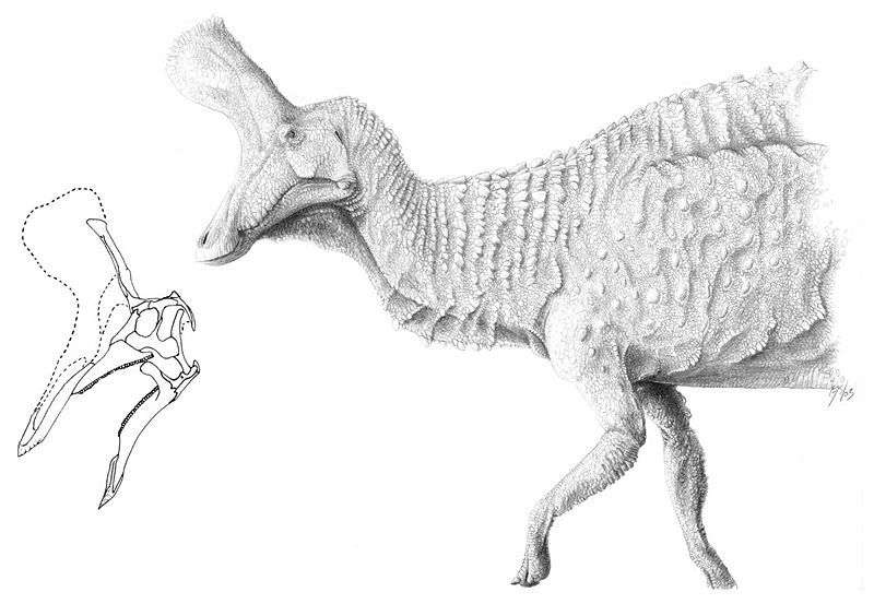 Plik:Tsintaosaurus Spike Head by Qilong Jaime Headden.jpg