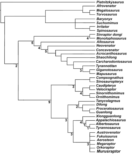 Plik:Coria i Currie 2016 Murusraptor Porfiri.PNG