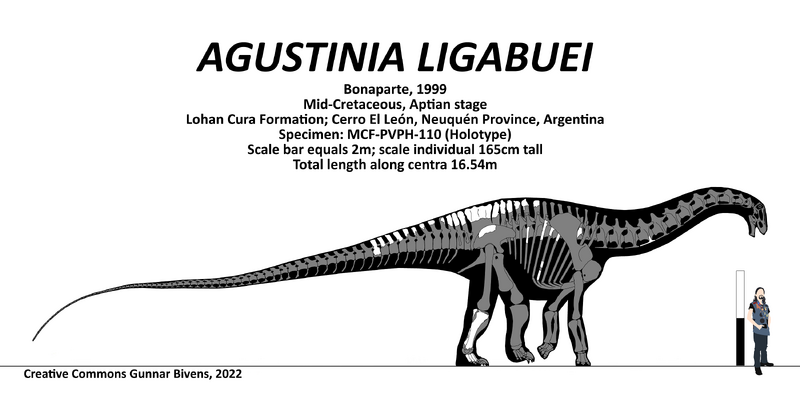 Plik:Agustinia skeletal by Gunnar Bivens.png