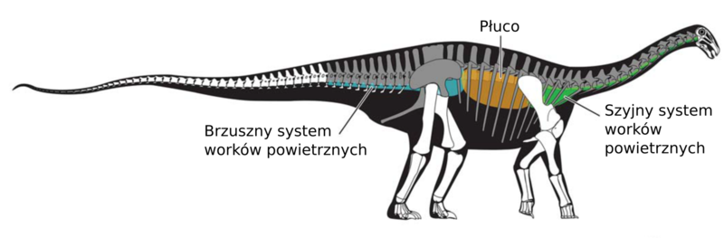 Plik:Rebbachisauridae APP.png