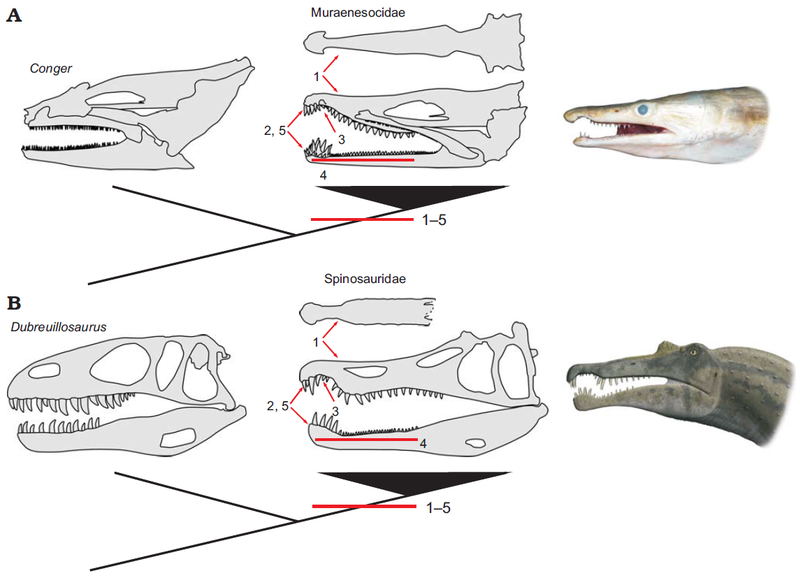 Plik:Spinosauridae i Muraenesocidae.PNG