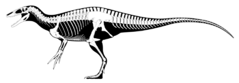 Megaraptoran skeleton.png