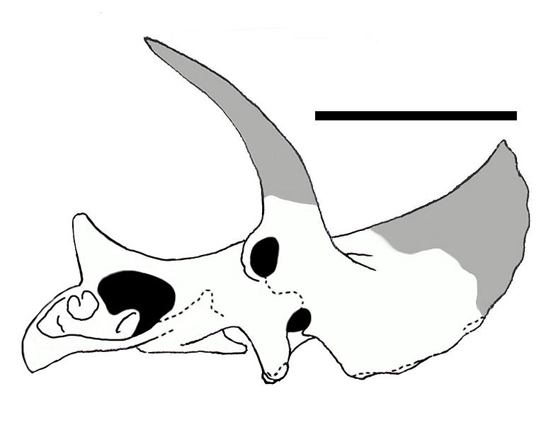 Plik:Triceratops MWC 7584, Laelaps nipponensis.jpg