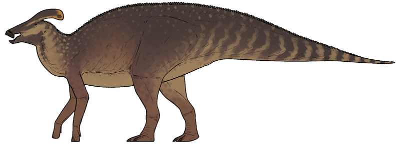 Plik:Plesiolophus warnerensis.png