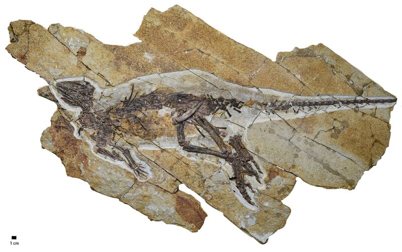 Plik:Pulaosaurus.jpg
